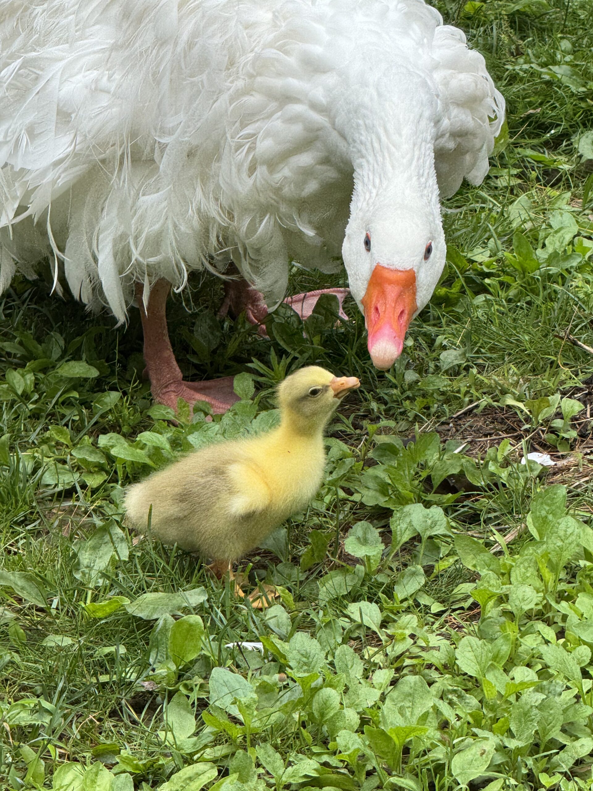 Hatching eggs from the Grove